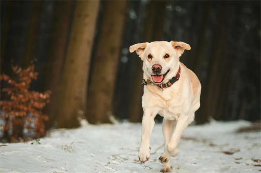 Come gestire lo stress quando il tuo cane o gatto è malato cronico