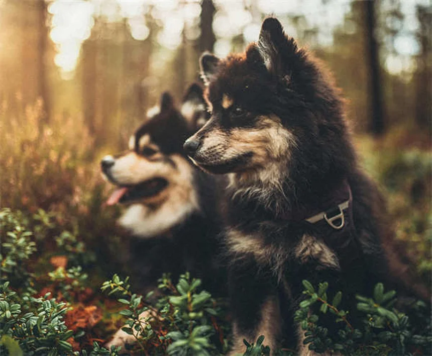 Temaril-P per cani: tutto quello che devi sapere sul farmaco per prurito e tosse