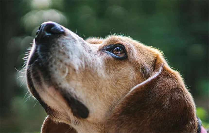 Temaril-P per cani: tutto quello che devi sapere sul farmaco per prurito e tosse