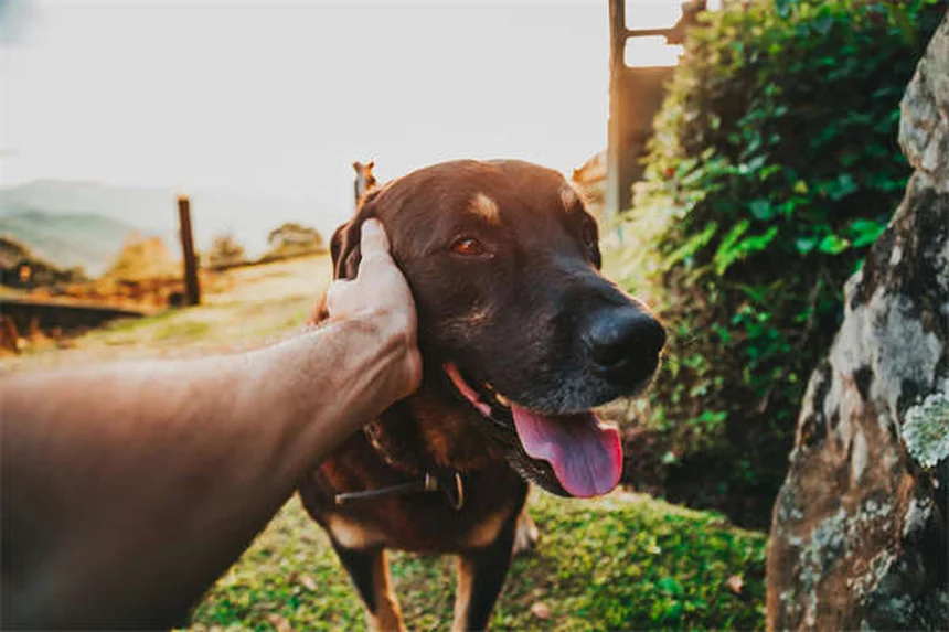 Ipertensione polmonare nei cani: sintomi, cause e cure efficaci