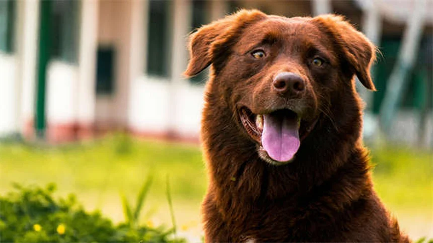 Come stimolare mentalmente il tuo cane: 9 truppi facili ed economici