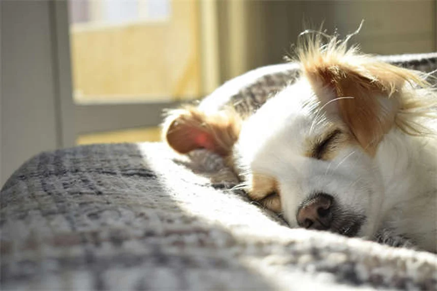 Come stimolare mentalmente il tuo cane: 9 truppi facili ed economici