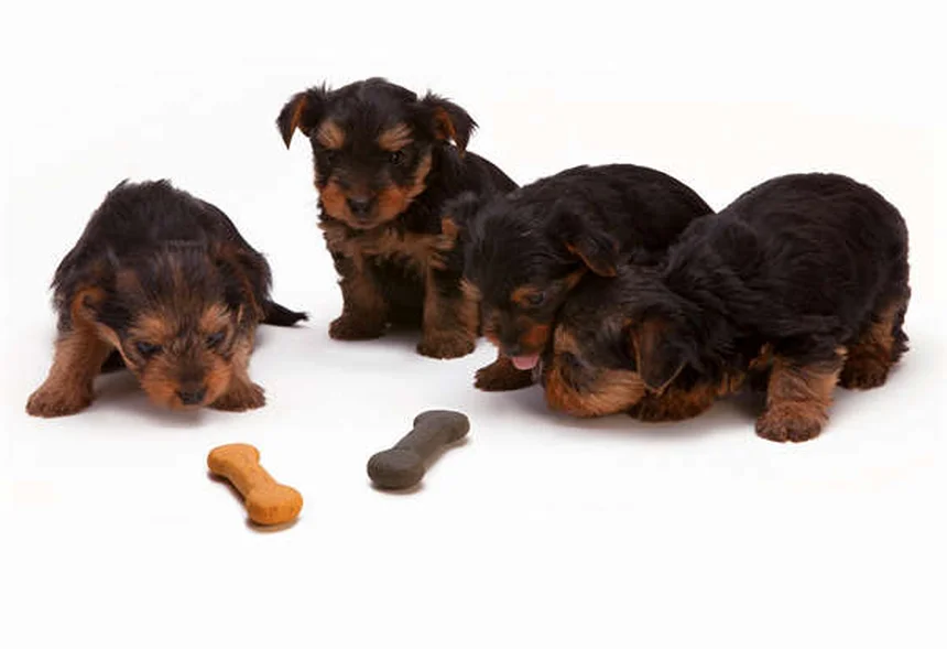 Stenosi Polmonare nei Cani: Sintomi, Cure e Tutto ciò che Devi Sapere