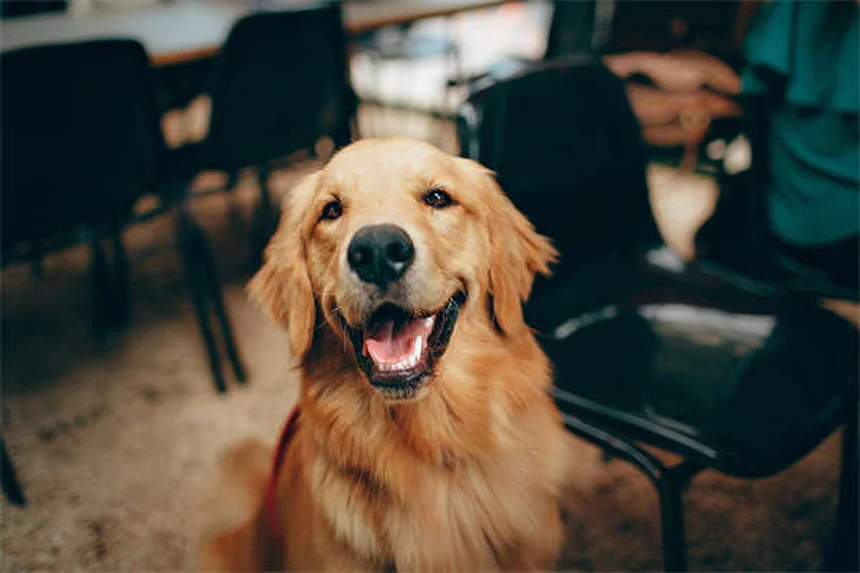 10 razze di cani giapponesi che devi assolutamente conoscere