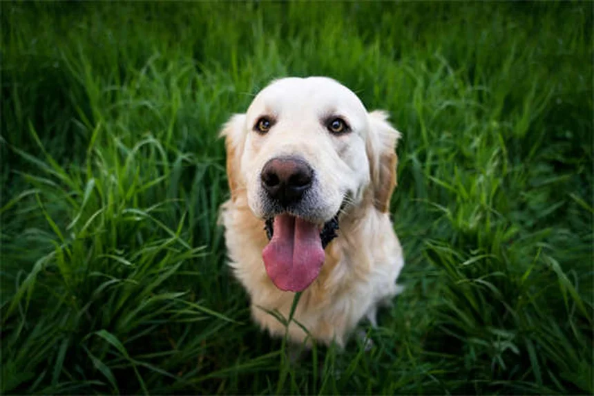 10 razze di cani giapponesi che devi assolutamente conoscere