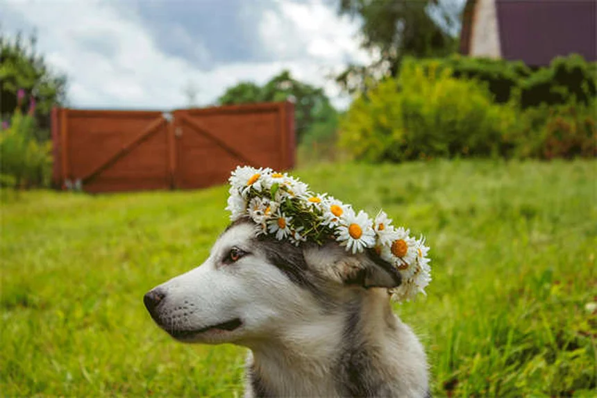 Uveite nei conigli: sintomi, cure e prevenzione