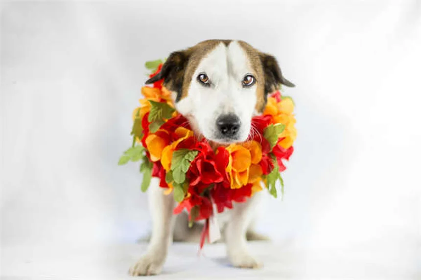 Esoftalmo nei conigli: sintomi, cure e prevenzione