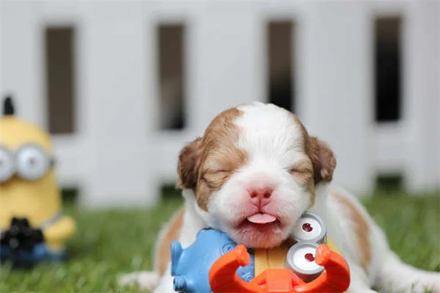 Lactated Ringer per Cani e Gatti: Guida Completa all'Uso