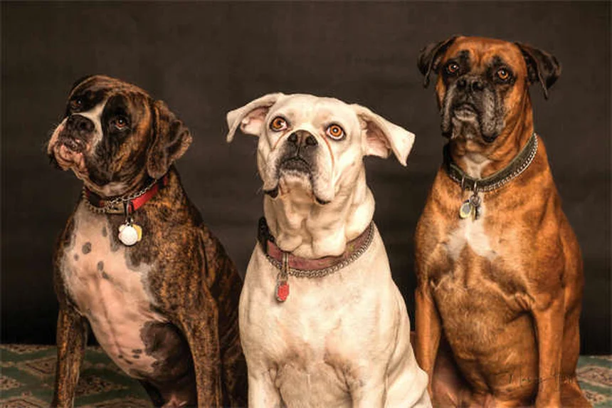 Siringomielia e Malformazione di Chiari nei Cani: Sintomi e Cure