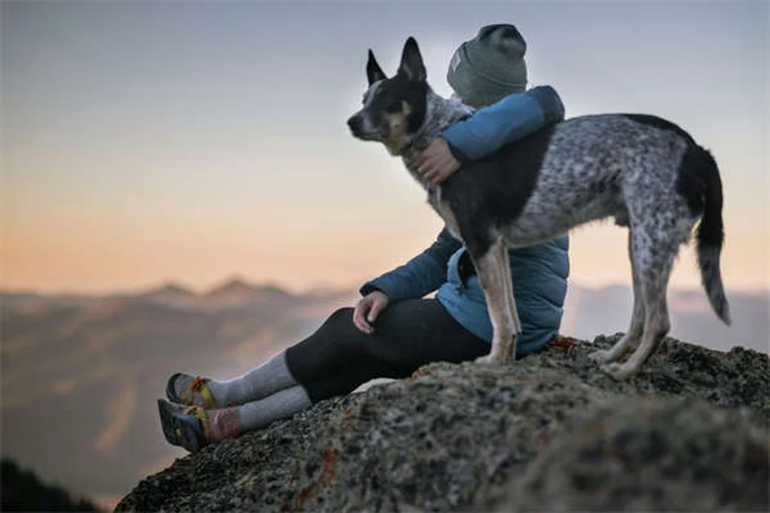 French Bulldog vs Boston Terrier: le differenze che devi conoscere