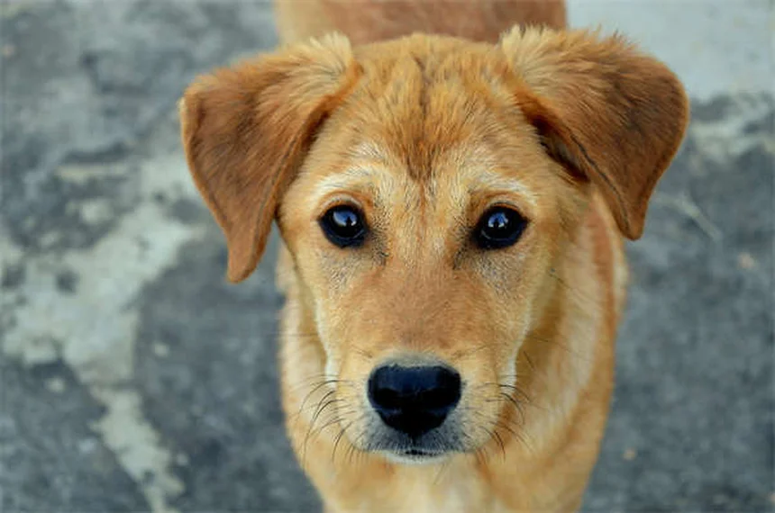 Toelettatura del cane a casa: 5 consigli facili per principianti