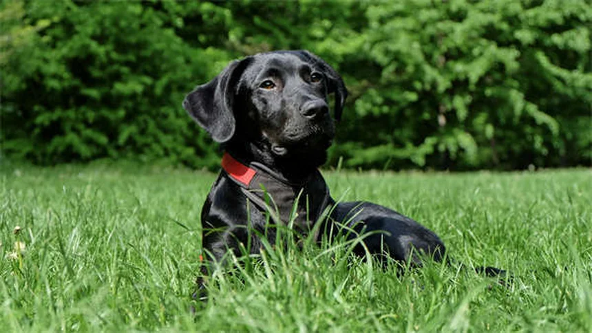 Toelettatura del cane a casa: 5 consigli facili per principianti