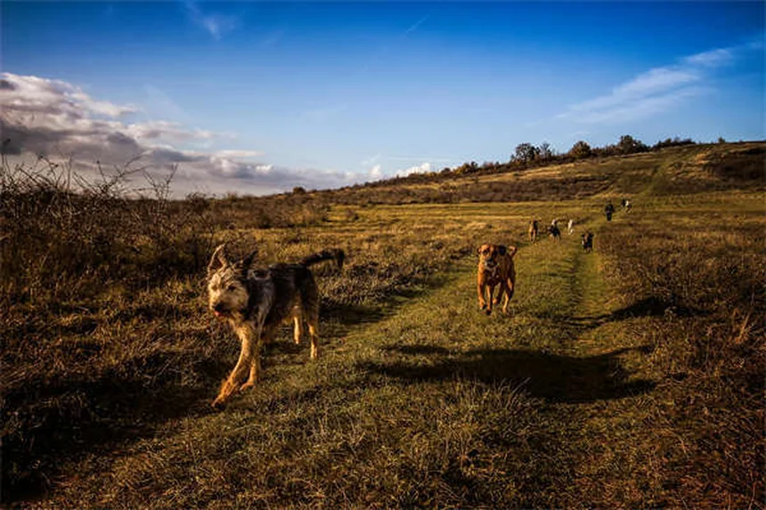 Epilessia nei cani: sintomi, cause e cosa fare durante una crisi