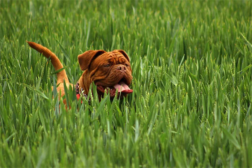 Mal di schiena nei cani: sintomi, cause e rimedi efficaci