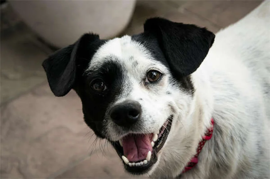 Svezzamento cuccioli: guida completa passo dopo passo