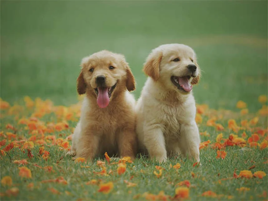 Come eliminare le pulci dai cuccioli: guida completa per proprietari