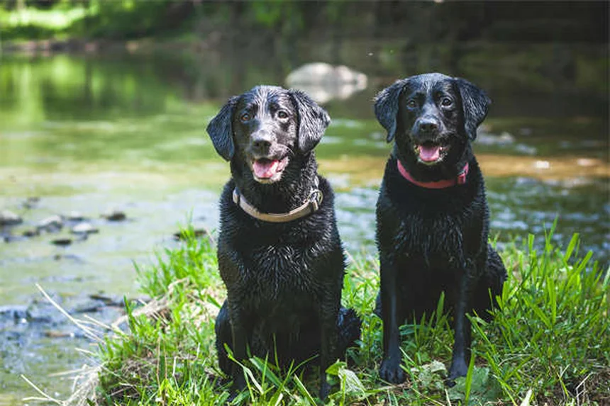 Tetraciclina per cani: guida completa all'antibiotico per infezioni e problemi della pelle