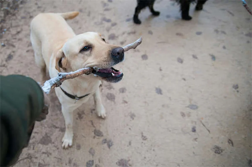Bromuro di Potassio per Cani: Guida Completa all'Uso e Effetti