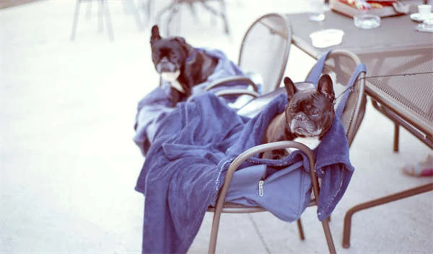 Segni che il cane sta morendo per insufficienza cardiaca congestizia