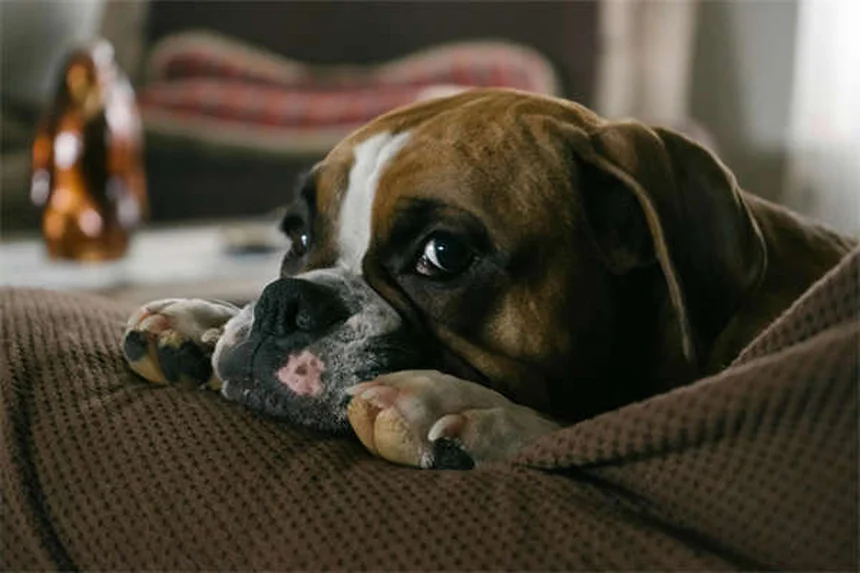 Come rimuovere le zecche dal tuo cane: guida passo passo