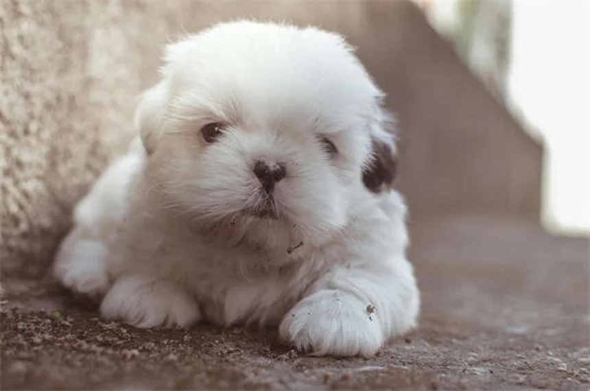 Addestramento cani: 4 comandi base che possono salvargli la vita
