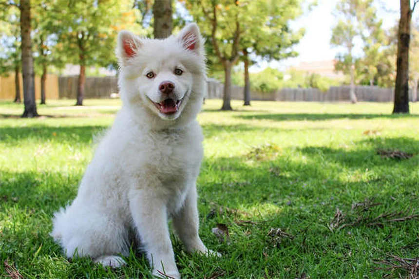 Imbracature per cani: guida completa alla scelta e all'uso sicuro