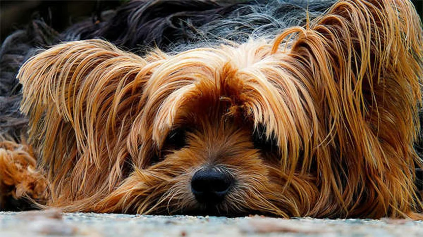 Conigli giganti: 5 razze straordinarie per chi ama i peluche viventi