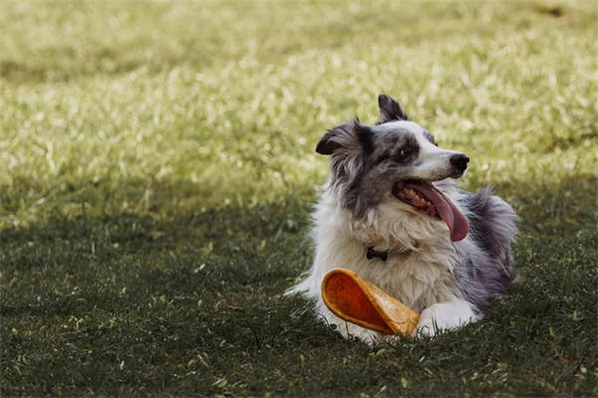 Conigli giganti: 5 razze straordinarie per chi ama i peluche viventi