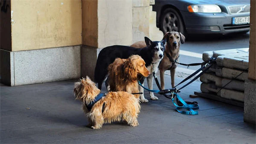 Le 5 razze di conigli più adorabili da avere in casa