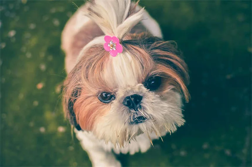 Le 5 razze di conigli più adorabili da avere in casa
