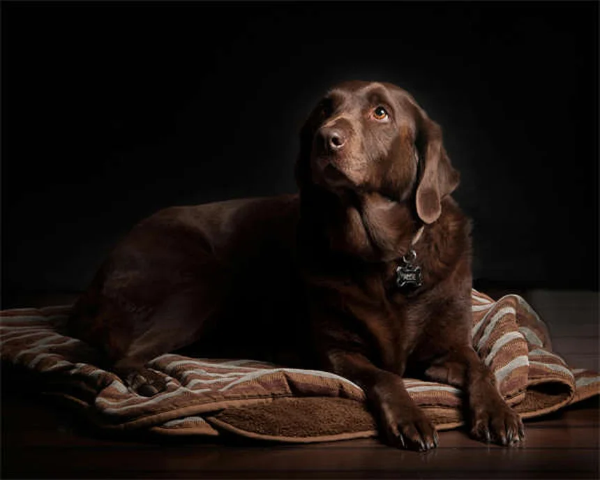 Come far amicizia tra il tuo animale domestico e il nuovo bebè: 5 truppi infallibili