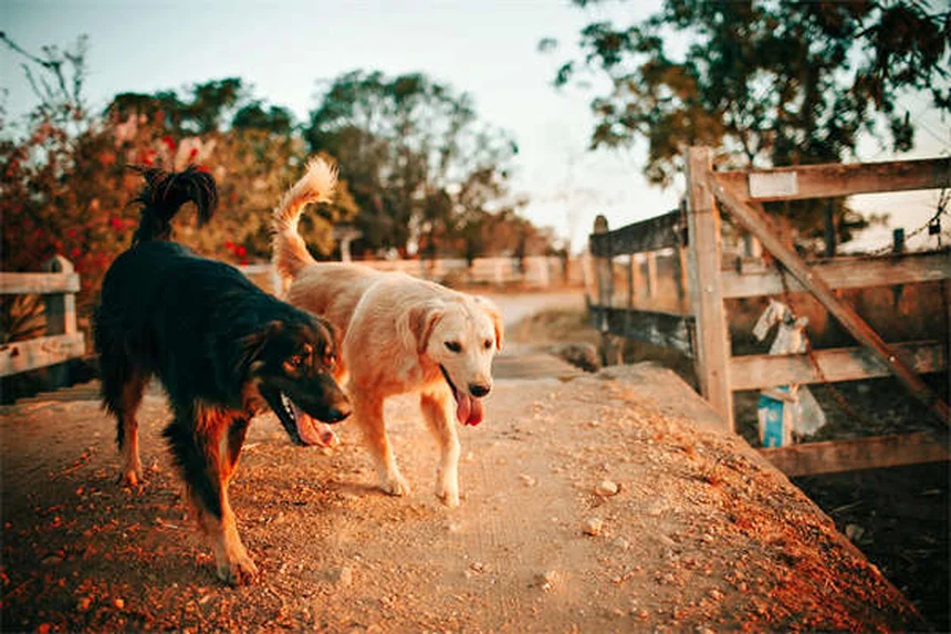 Come far amicizia tra il tuo animale domestico e il nuovo bebè: 5 truppi infallibili