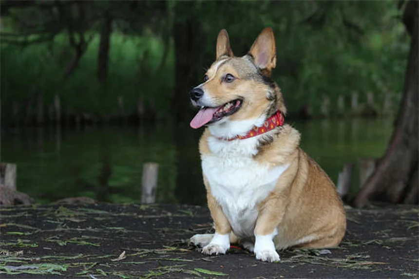 Come far amicizia tra il tuo animale domestico e il nuovo bebè: 5 truppi infallibili