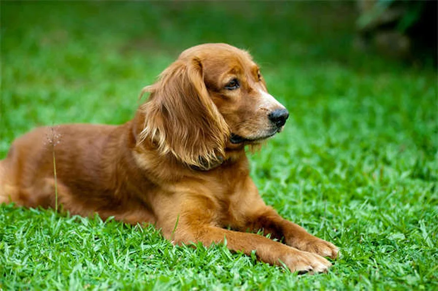 Viaggiare con animali domestici: guida completa per vacanze sicure