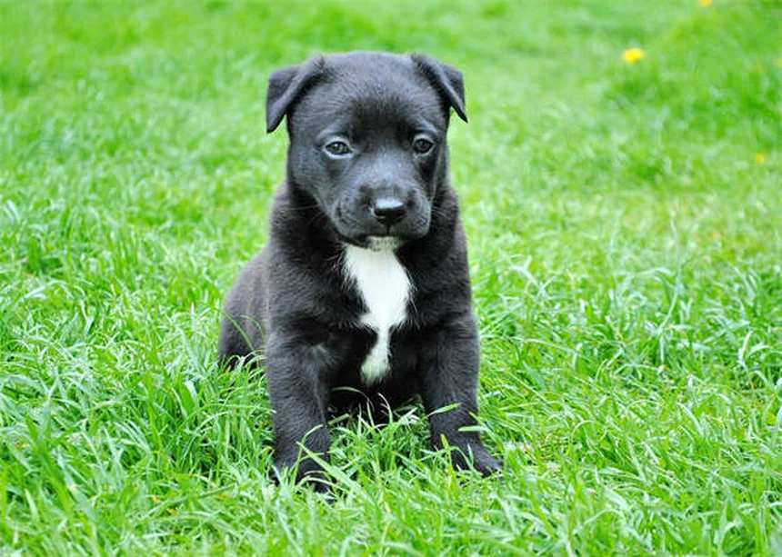 Perché il cane mangia la terra? Cause e soluzioni