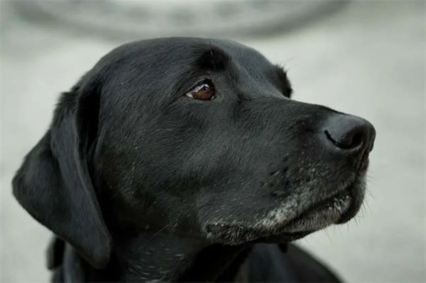 Perché il cane mangia la terra? Cause e soluzioni