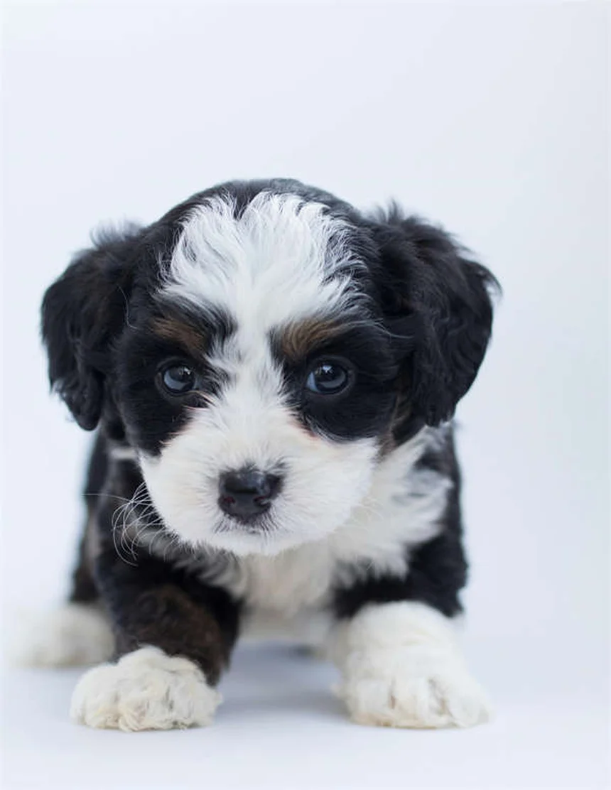 Perché il cane mangia la terra? Cause e soluzioni