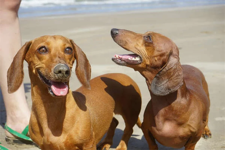 Perché il cane mangia la terra? Cause e soluzioni