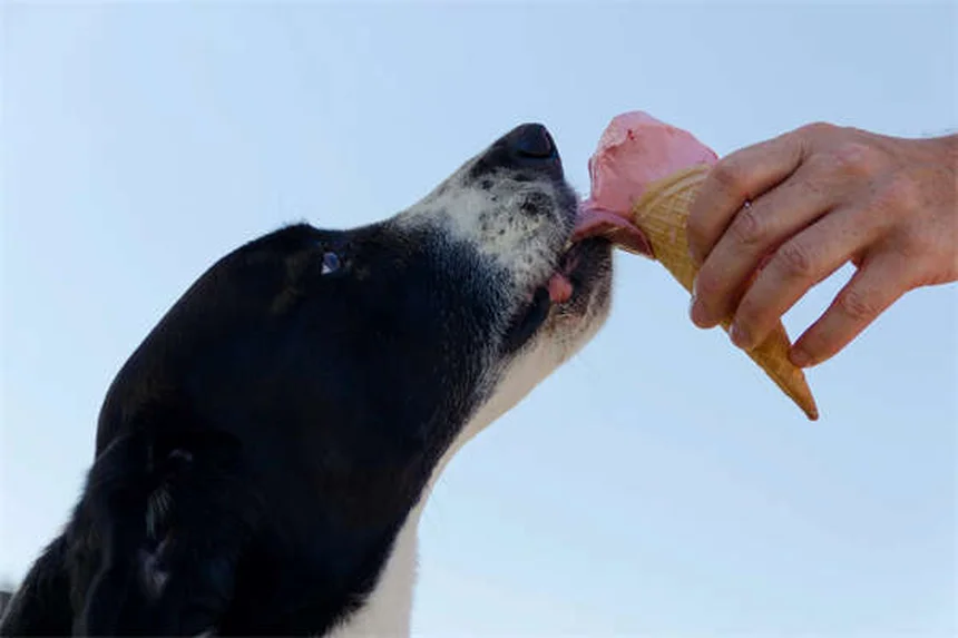 Cane che tossisce e sembra soffocare: cause e rimedi immediati