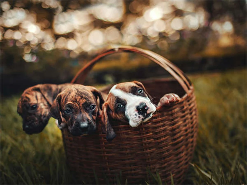 Cane che tossisce e sembra soffocare: cause e rimedi immediati