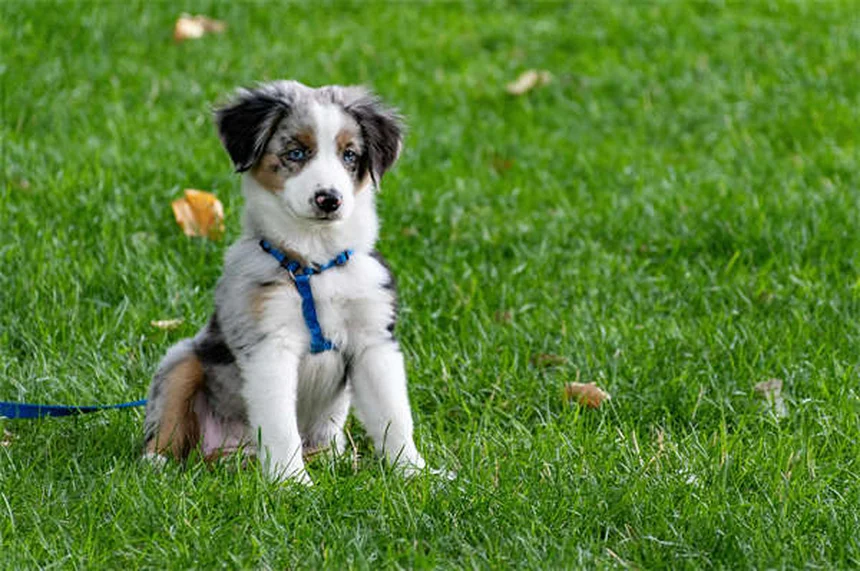 Hot spot cani: cause, rimedi e prevenzione