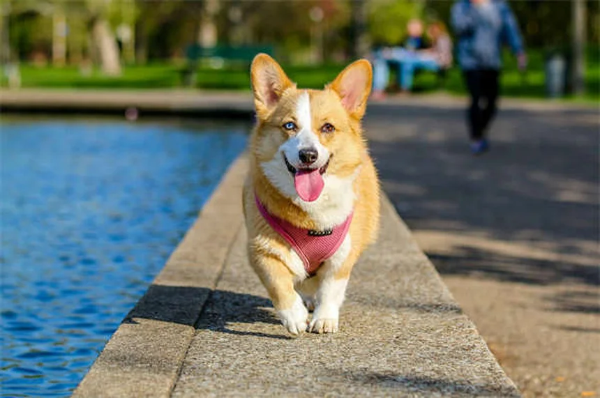 Hot spot cani: cause, rimedi e prevenzione
