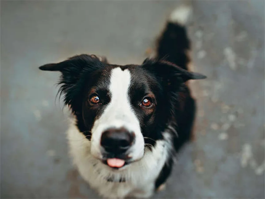 Cucciolo che mette i denti: 5 soluzioni pratiche per alleviare il dolore