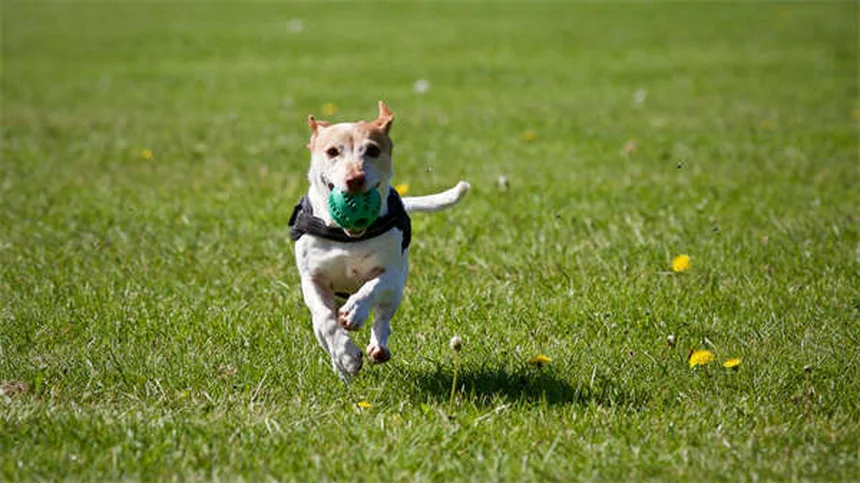 Il tuo cane ha ingerito benzodiazepine? Ecco cosa fare subito!