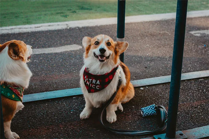 Il tuo cane ha ingerito benzodiazepine? Ecco cosa fare subito!