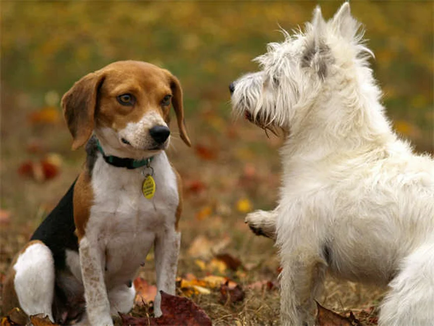 Il tuo cane ha ingerito benzodiazepine? Ecco cosa fare subito!