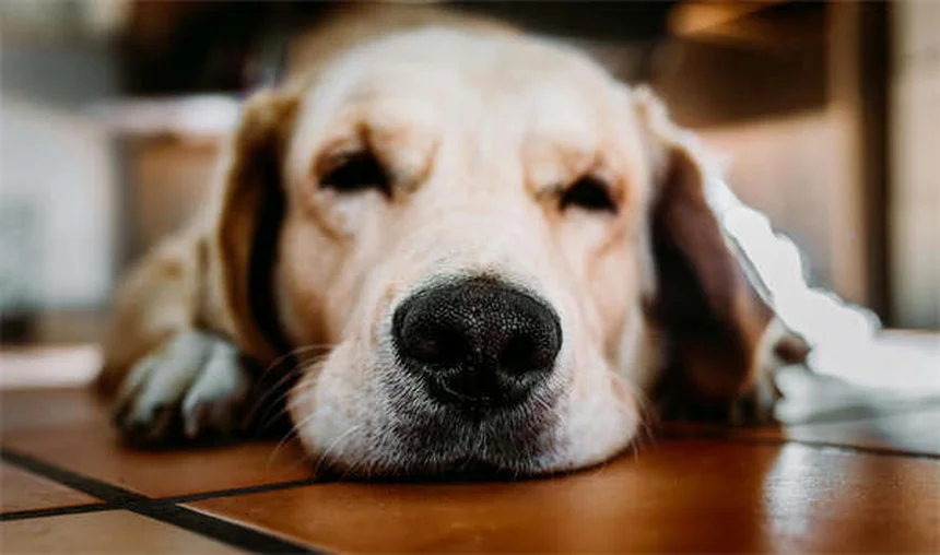 Penicillina per animali: guida completa all'uso sicuro