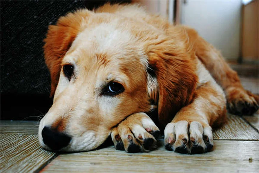 Penicillina per animali: guida completa all'uso sicuro