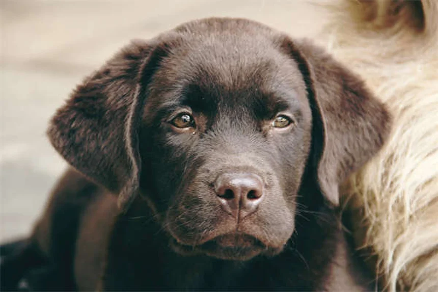 Come superare il dolore per la morte del tuo cane: 5 strategie efficaci