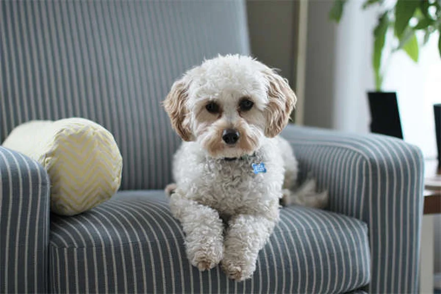 Come superare il dolore per la morte del tuo cane: 5 strategie efficaci
